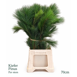 PINUS STROBUS