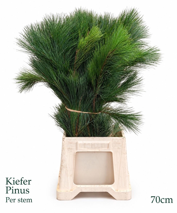 <h4>PINUS STROBUS</h4>