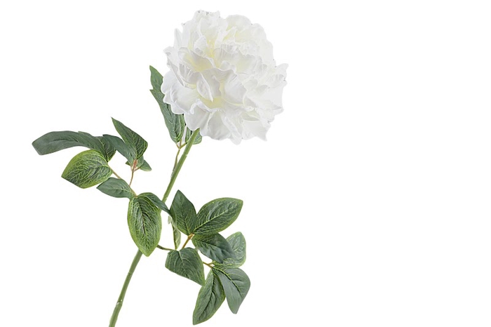 Paeonia  White