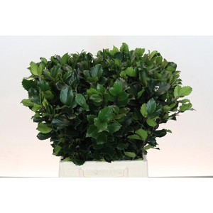 Ilex Meserveae Blue Prince