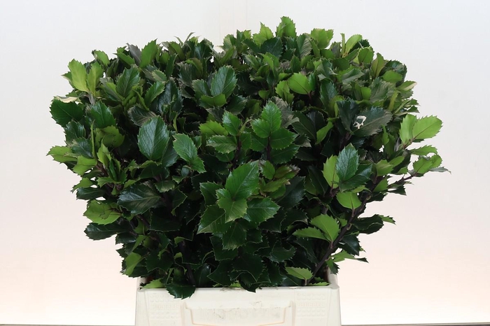 <h4>Ilex Meserveae Blue Prince</h4>