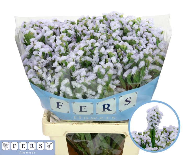 <h4>LIM S SILKY WINGS</h4>