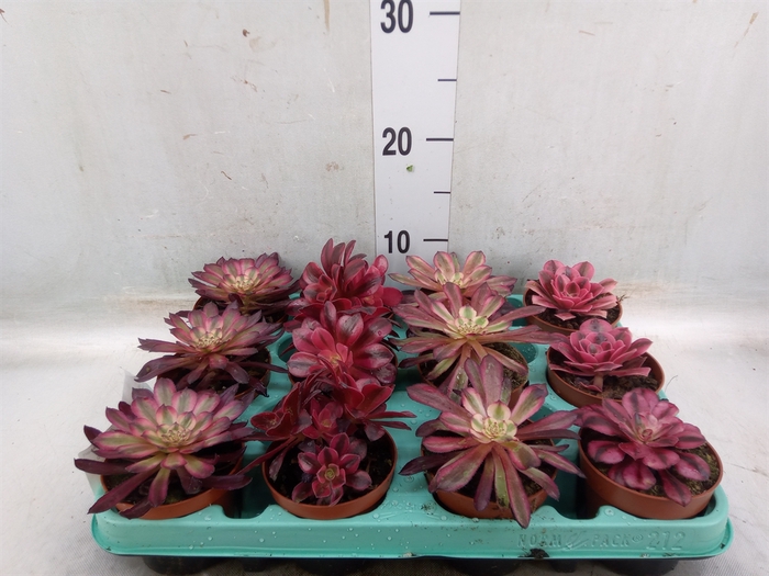 <h4>Aeonium   ...</h4>