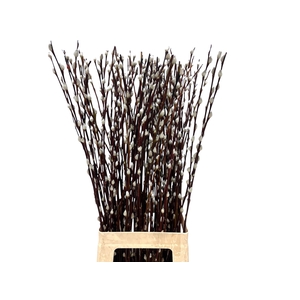 Salix Wilgenkatjes