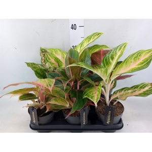 Aglaonema   ...