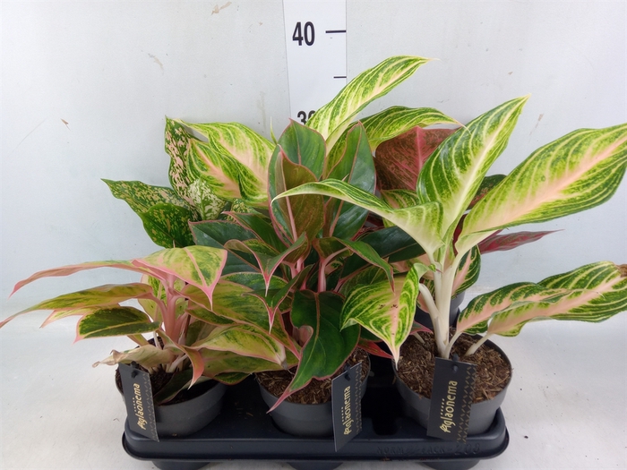 <h4>Aglaonema   ...</h4>