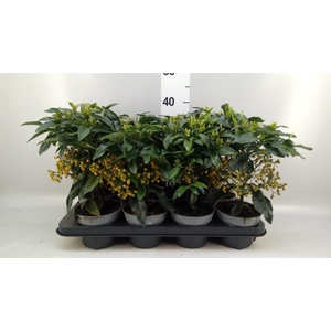 Ardisia cren.