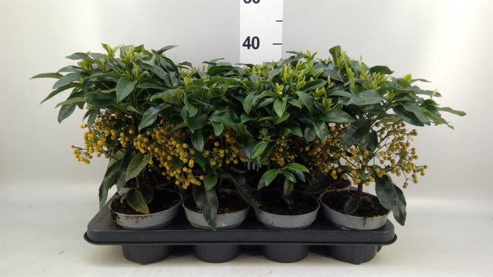 <h4>Ardisia cren.</h4>
