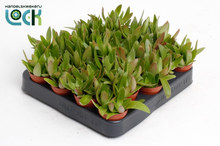 <h4>Crassula Campfire</h4>