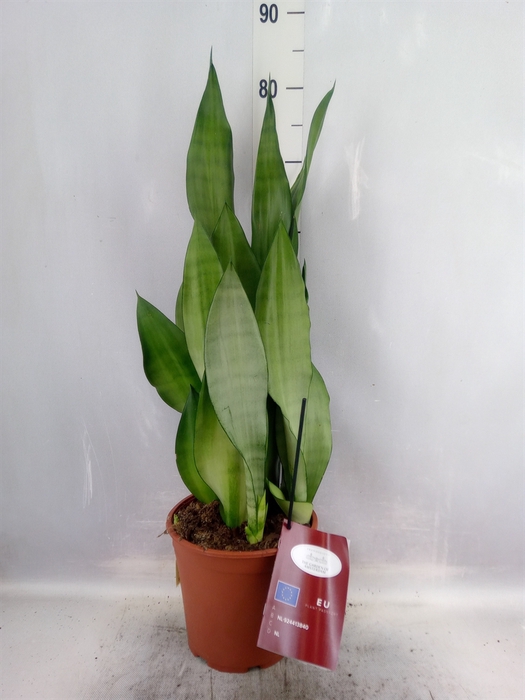 <h4>Sansevieria trifa. 'Moonshine'</h4>