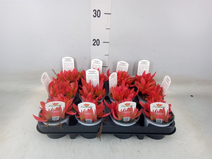 <h4>Crassula ...</h4>