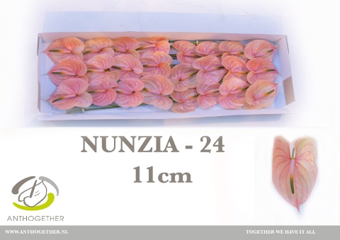 <h4>Anthurium Nunzia</h4>