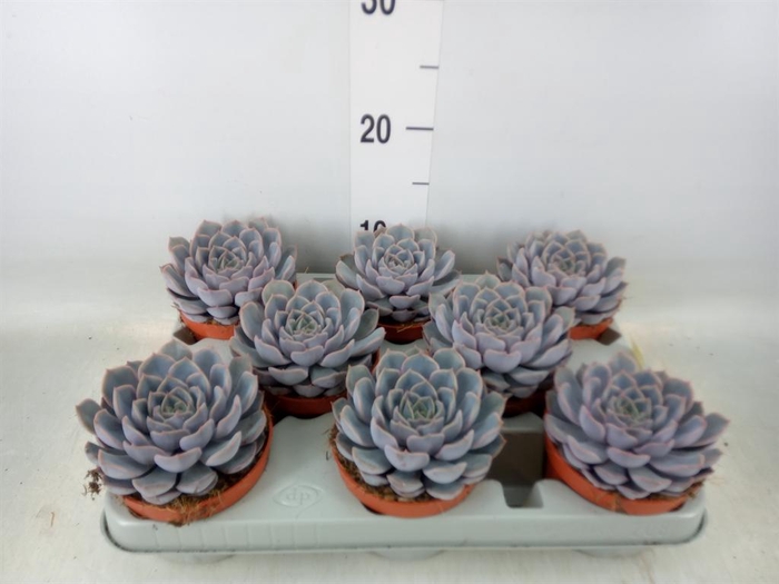 <h4>Echeveria  'Orion'</h4>