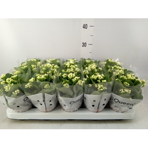 Kalanchoe blos. 'RosFlow Sia'