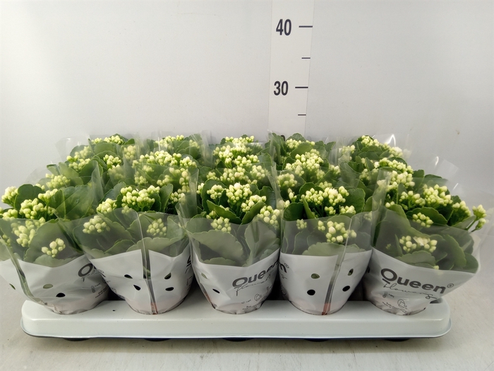 <h4>Kalanchoe blos. 'RosFlow Sia'</h4>