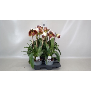 Paphiopedilum  'Amerikaanse hybrid'