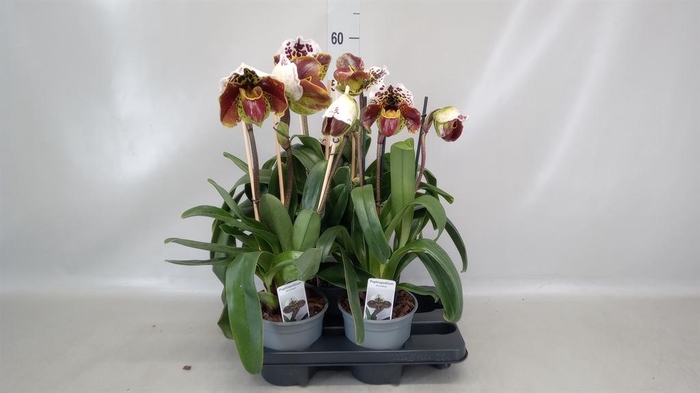 <h4>Paphiopedilum  'Amerikaanse hybrid'</h4>
