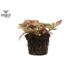 Fittonia Mosaic Pink Tiger