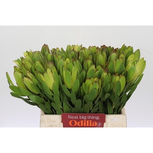 Leucadendron Goldstrike