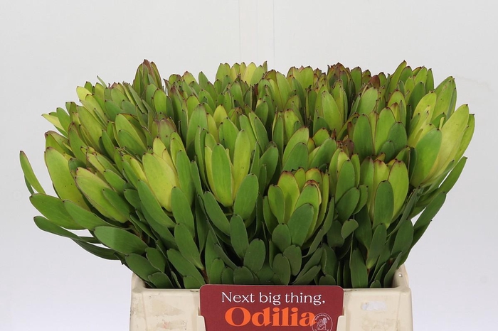 <h4>Leucadendron Goldstrike</h4>