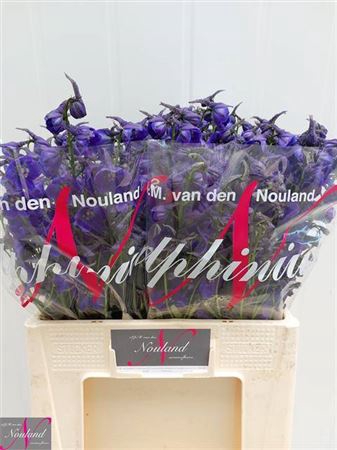 <h4>Delph En Atlantis 60cm</h4>