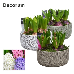 Hyacint Daisy Bowl HL15970 [PURE]