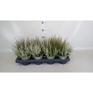 Calluna vulg. 'Garden G Fluffy'