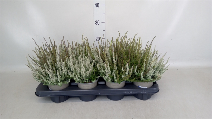 <h4>Calluna vulg. 'Garden G Fluffy'</h4>