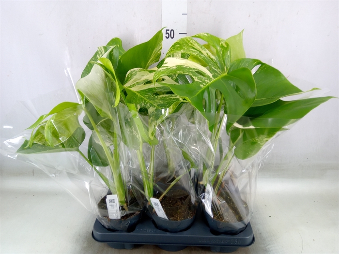 <h4>Monstera delic. 'Variegata'</h4>