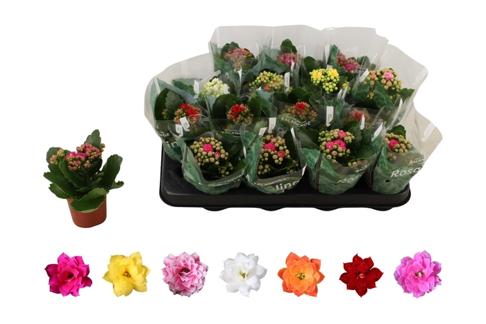 <h4>KAL GE RO GEM 6 KL</h4>