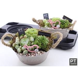 ARR SEMPERVIVUM