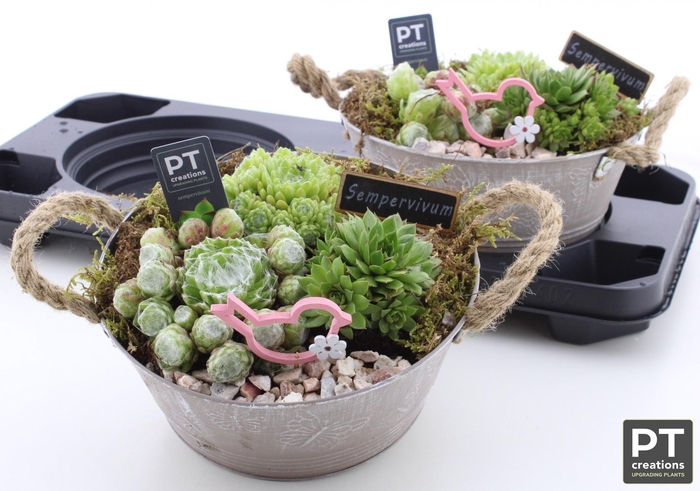 <h4>ARR SEMPERVIVUM</h4>