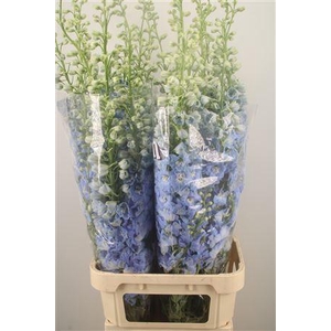 Delph El Dewi Boy Pale Blue