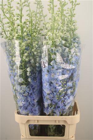 <h4>Delph El Dewi Boy Pale Blue</h4>