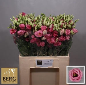 EUS G ROSI ROSE PINK