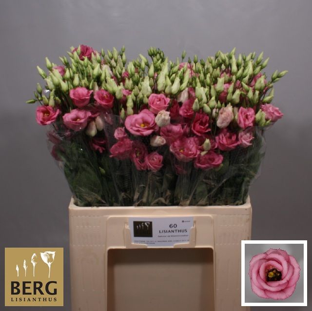 <h4>EUS G ROSI ROSE PINK</h4>