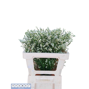 Limonium Mountain Diamond Fers Flowers