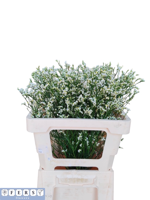 <h4>Limonium Mountain Diamond Fers Flowers</h4>