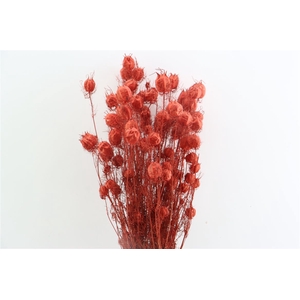 Dried Nigella Red Bunch