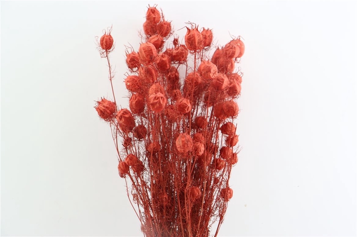 <h4>Dried Nigella Red Bunch</h4>