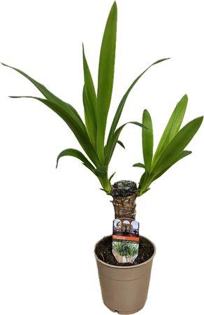 <h4>Yucca Elephantipes 25cm</h4>