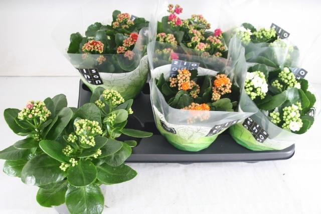 <h4>KAL GE GEM 5 KL</h4>