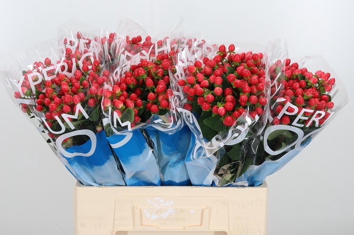 <h4>Hyp Coco Rio Rood</h4>