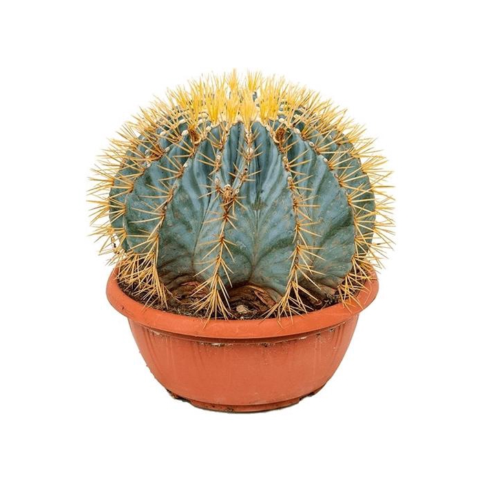 <h4>Ferocactus glaucescens</h4>