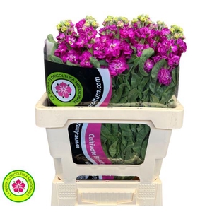 Matthiola Iron Rose