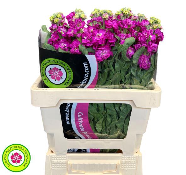 <h4>Matthiola Iron Rose</h4>