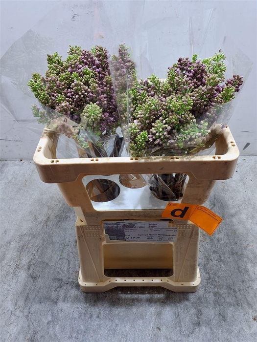 <h4>Syr V R V Horstenst</h4>