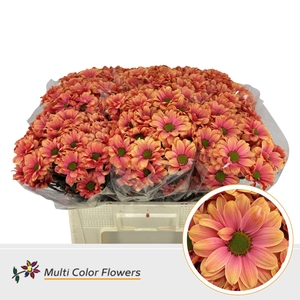 Chr. Tr 'Kennedy' DYED Rome