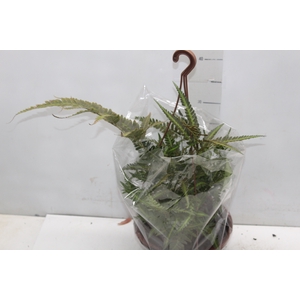 RUMOHRA ADIANTIFORMIS VARIEGATA C21