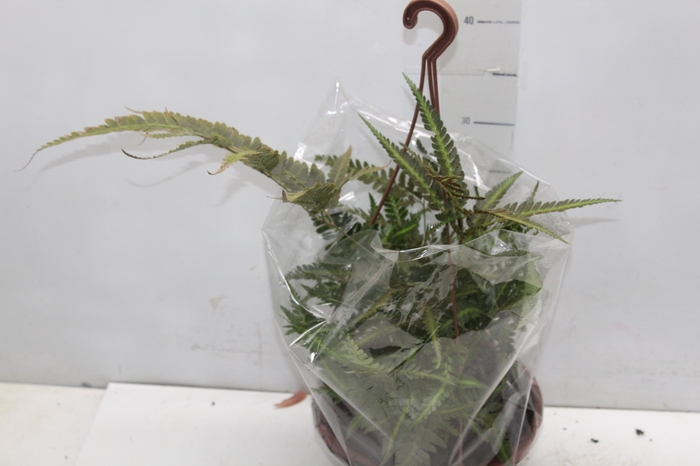 <h4>RUMOHRA ADIANTIFORMIS VARIEGATA C21</h4>